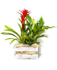 CESTA VARIADA
