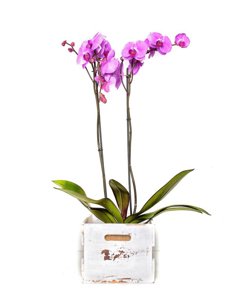 PHALAENOPSIS